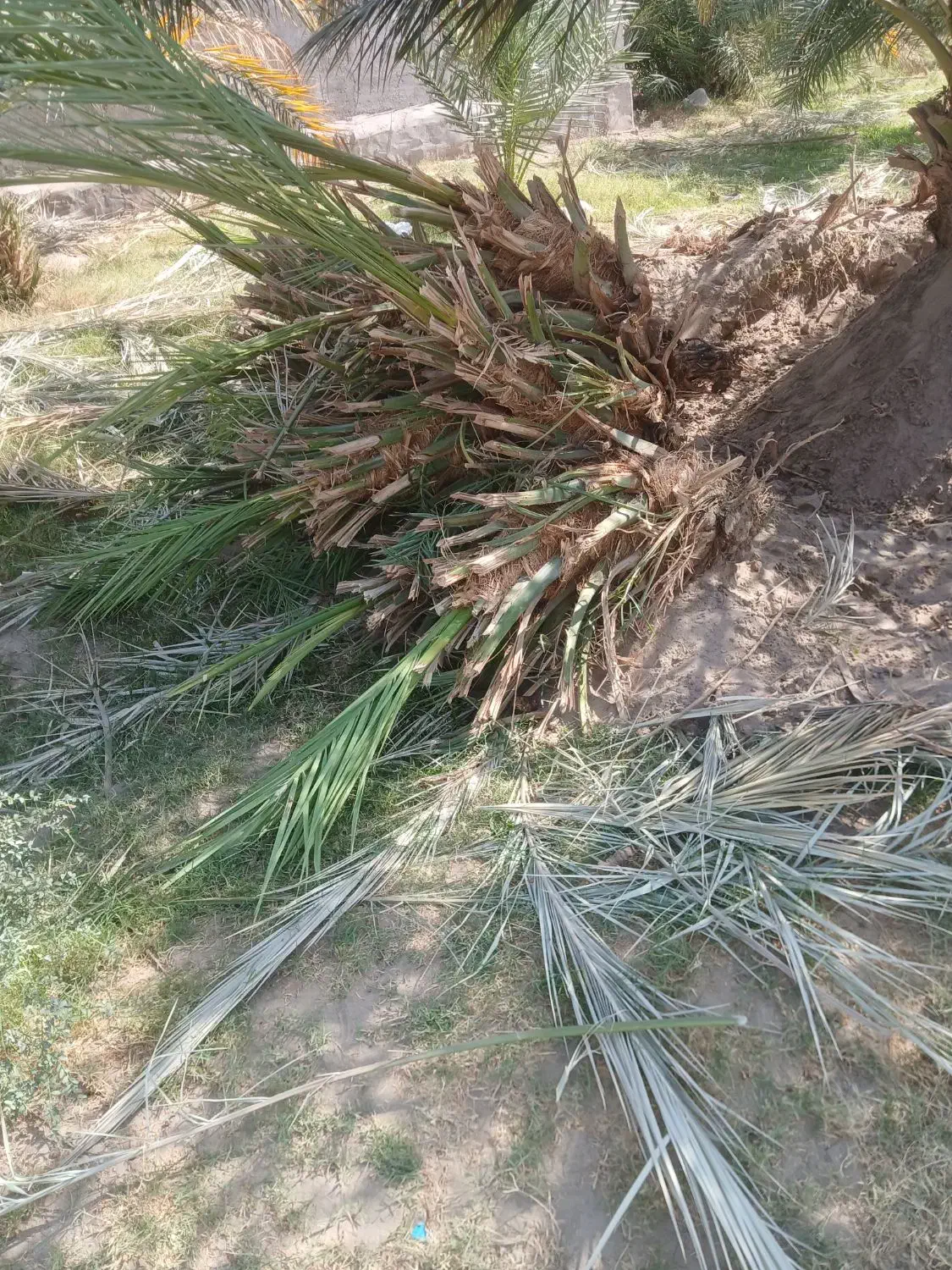 پاجوش درشت خوب مضافتی|گل و گیاه طبیعی|ریگان, |دیوار