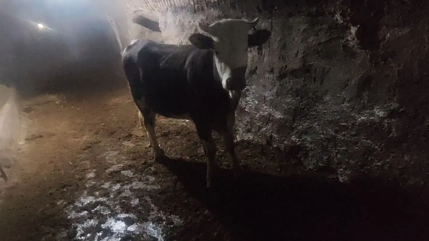 گوساله سیمینتال اصل جنس|حیوانات مزرعه|مهاجران, |دیوار