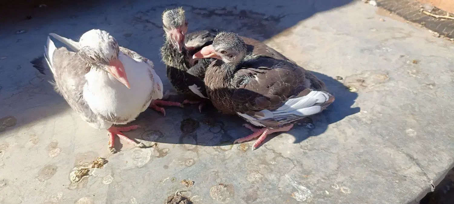 جوجه برا دستی کردن|پرنده|زرند, |دیوار