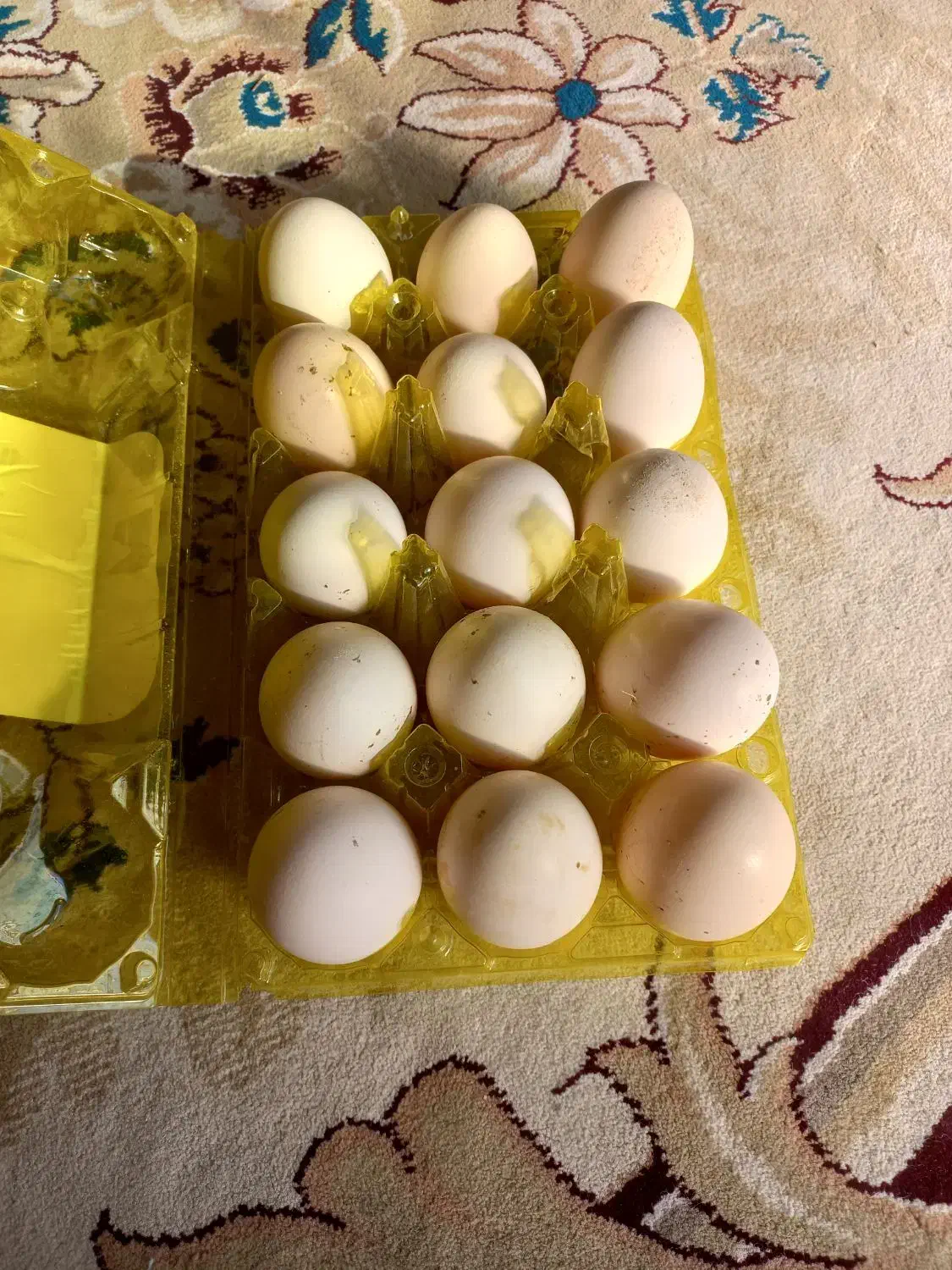 تخم مرغ نطفه دار برهما لاری دیلگونی چهل تاج|حیوانات مزرعه|چرام, |دیوار