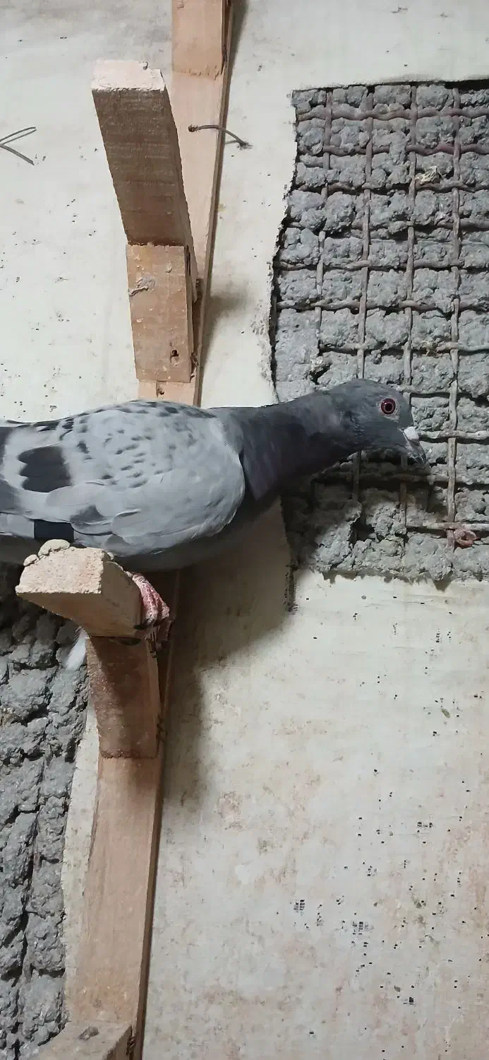 نر دوری|پرنده|دزفول, |دیوار