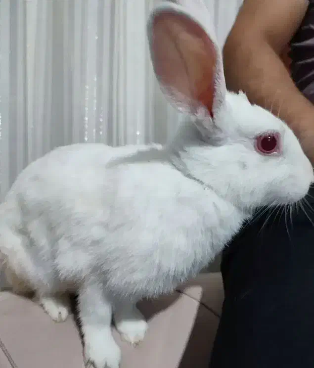 یک خرگوش سالم رنگ سفید|موش و خرگوش|قم, زمان زاده|دیوار