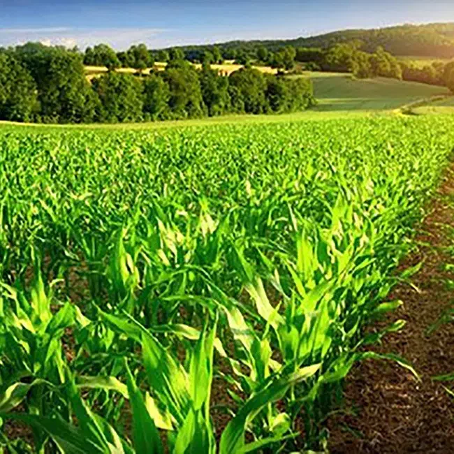 رتبه 5 کشاورزی ( گندم ترنج پارسه)|خدمات مالی، حسابداری، بیمه|خرم‌آباد, |دیوار