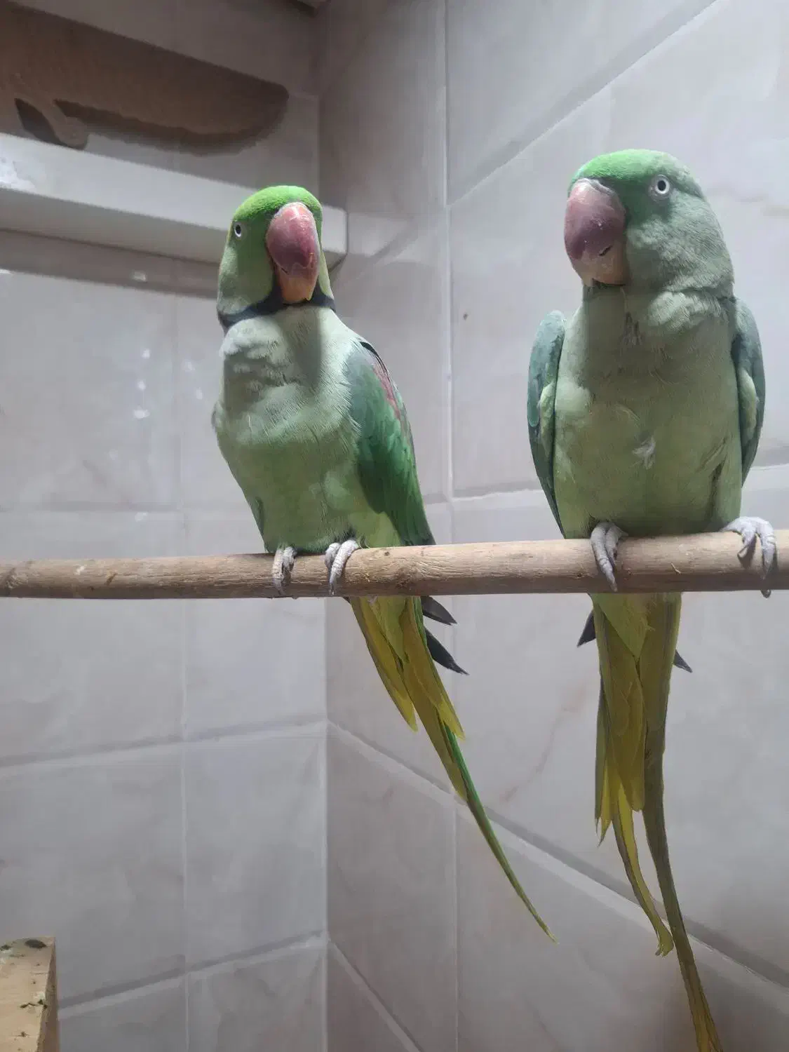 شاه طوطی جفت نرو ماده|پرنده|بندر ماهشهر, |دیوار