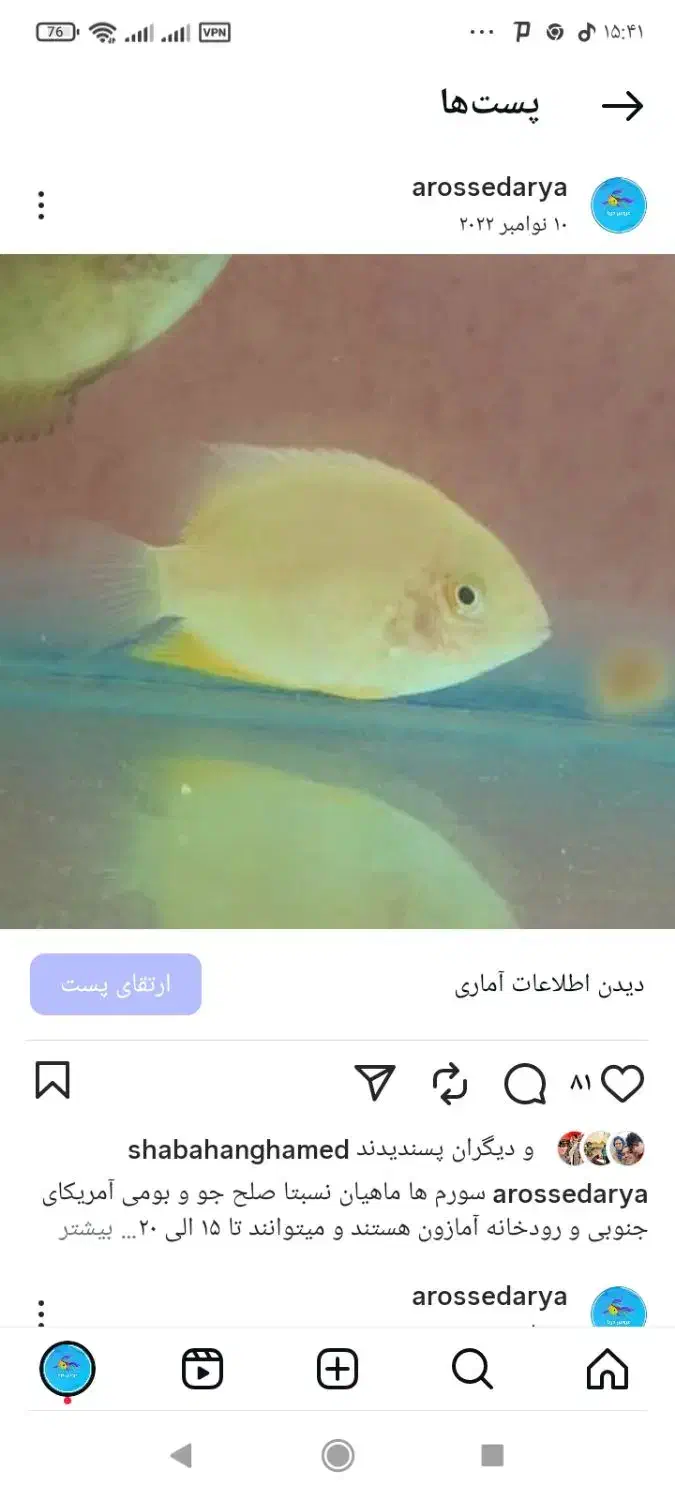 ماهی جدید رسید|ماهی|آباده, |دیوار