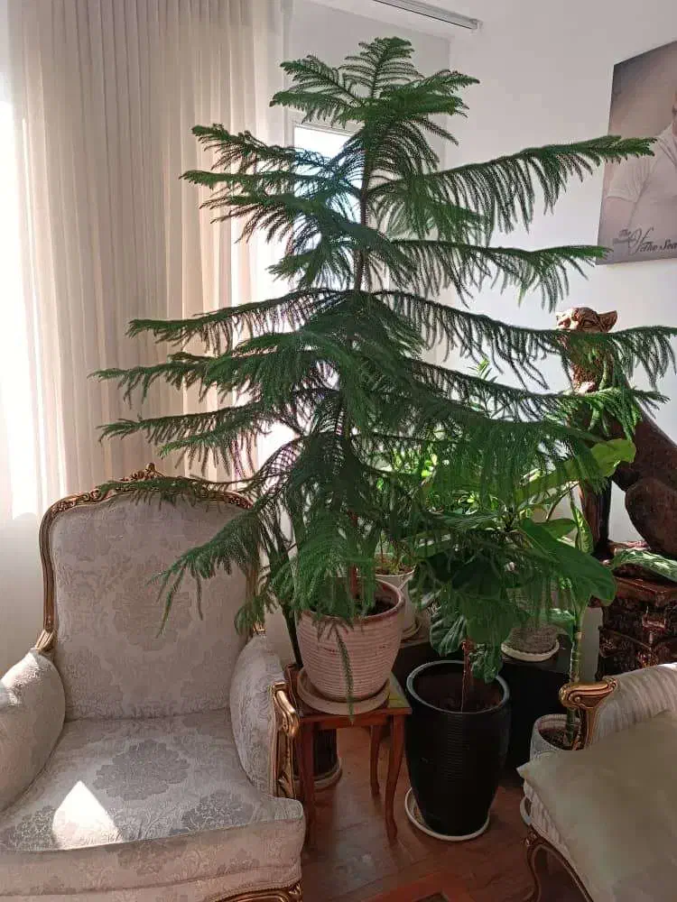 کاج مطبق|گل و گیاه طبیعی|تهران, سازمان آب|دیوار