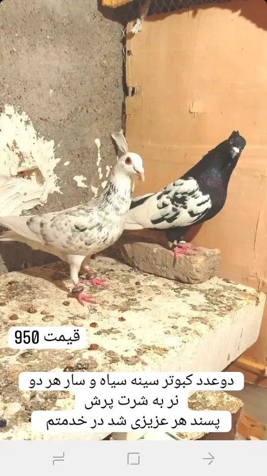 کبوتر|پرنده|شاندیز, |دیوار