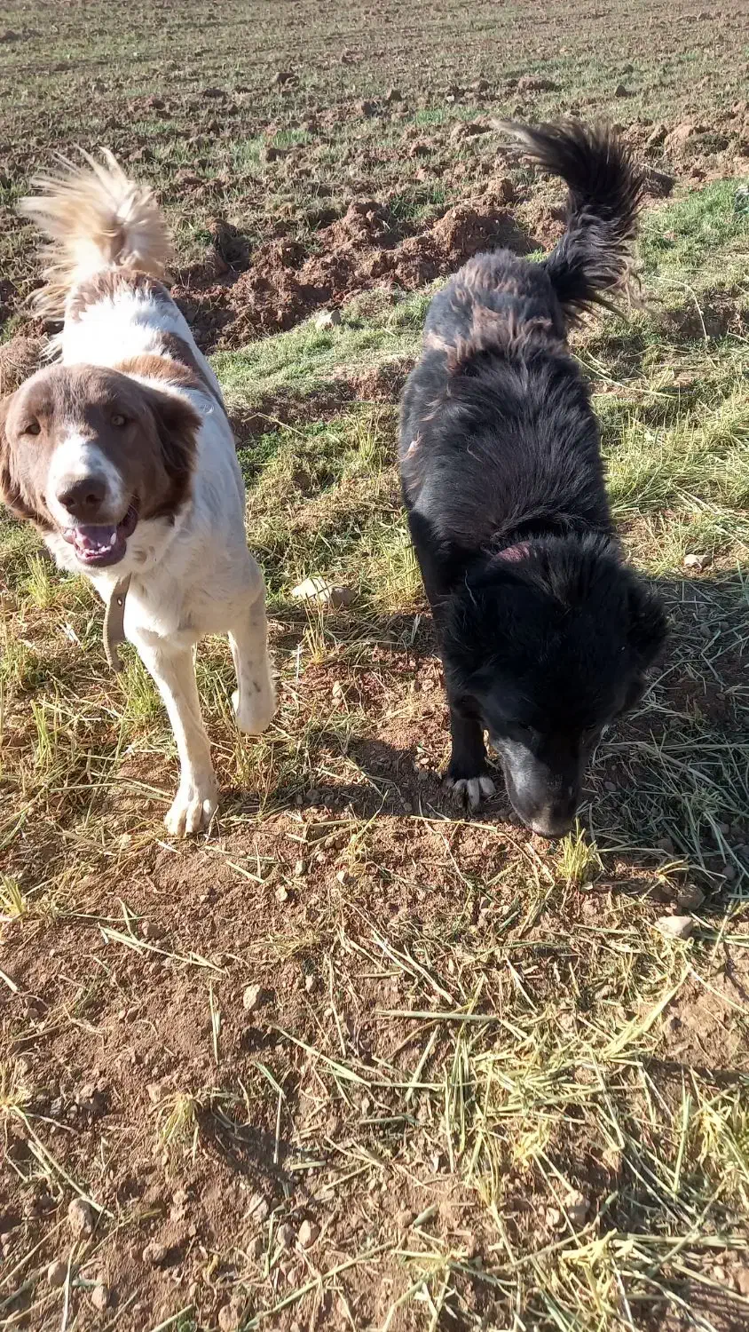 سگ گله|سگ|داران, |دیوار