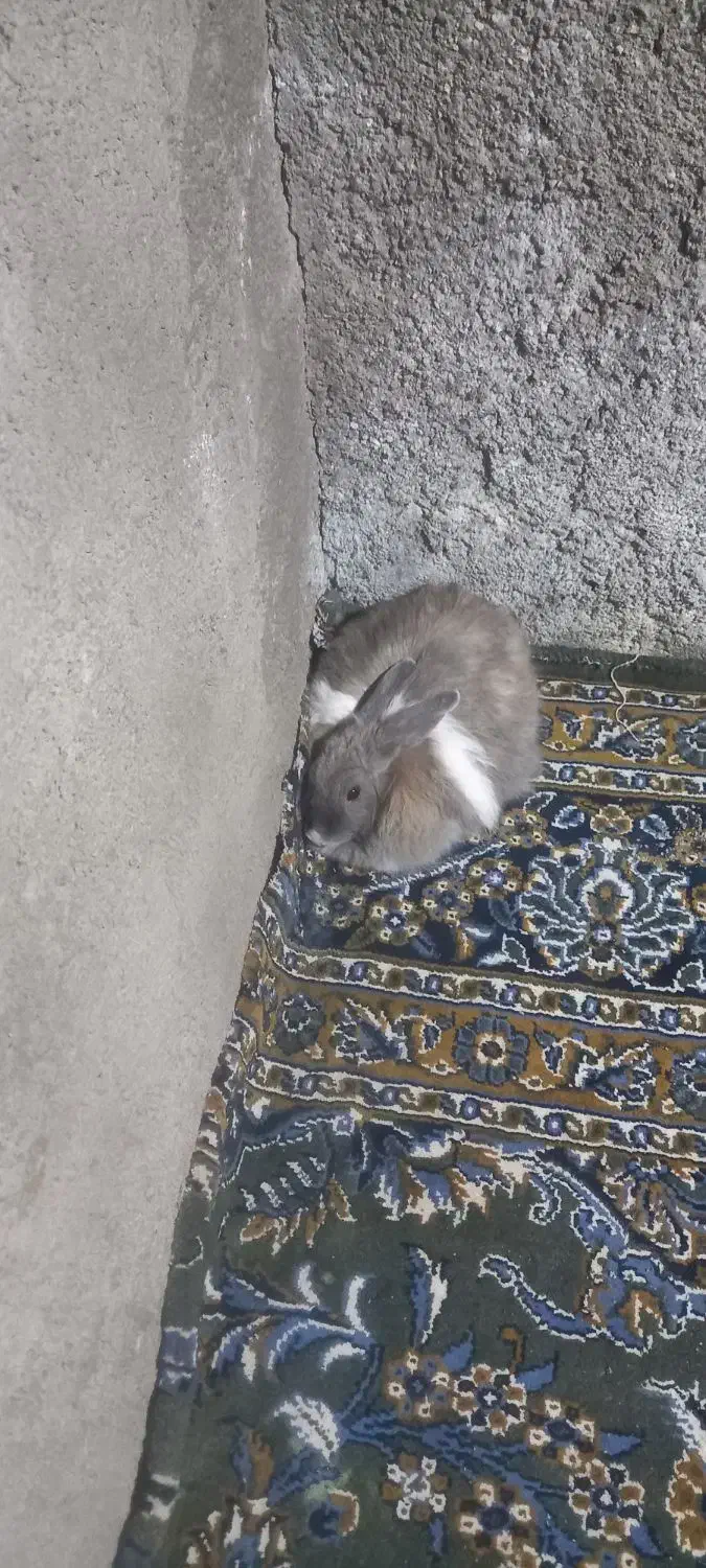 خرگوش اهلی|موش و خرگوش|قزوین, |دیوار