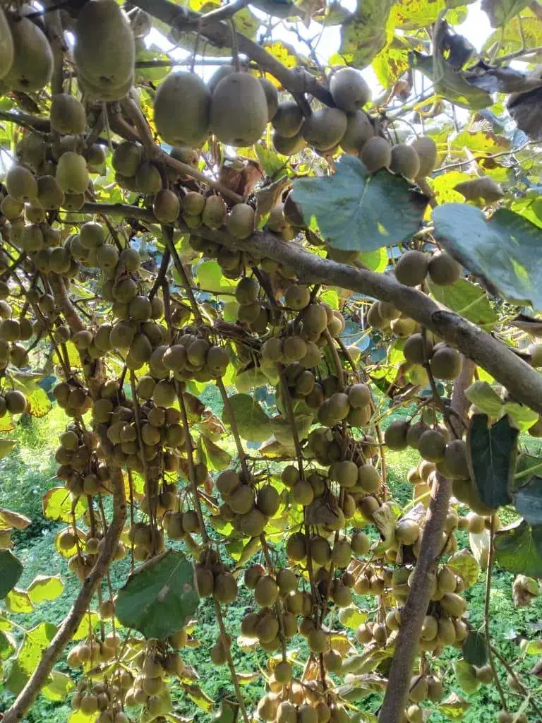 کیوی خونی با قیمت مناسب|خوردنی و آشامیدنی|چابکسر, |دیوار