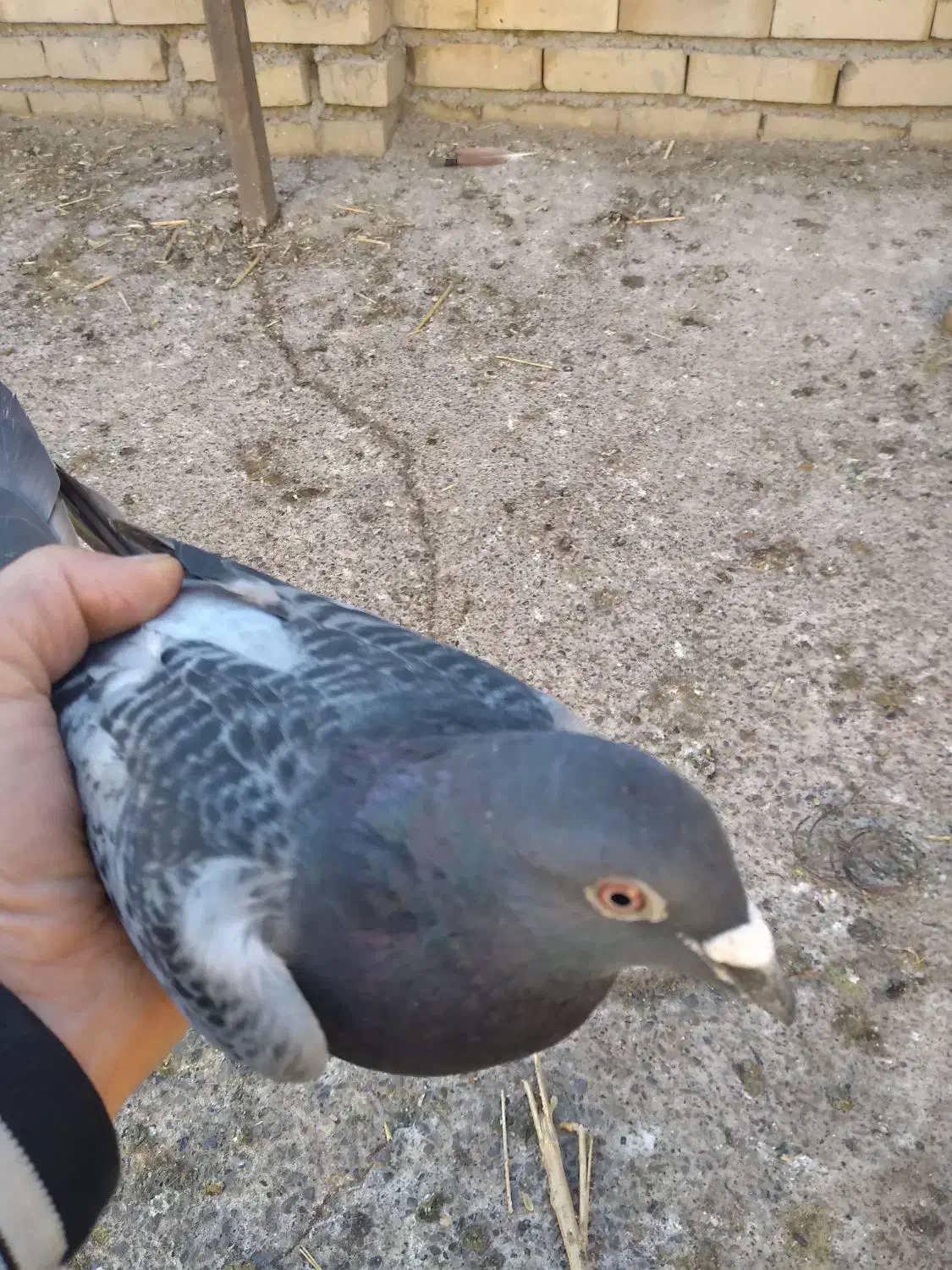 کبوتر|پرنده|مشهد, باغ فراگرد|دیوار