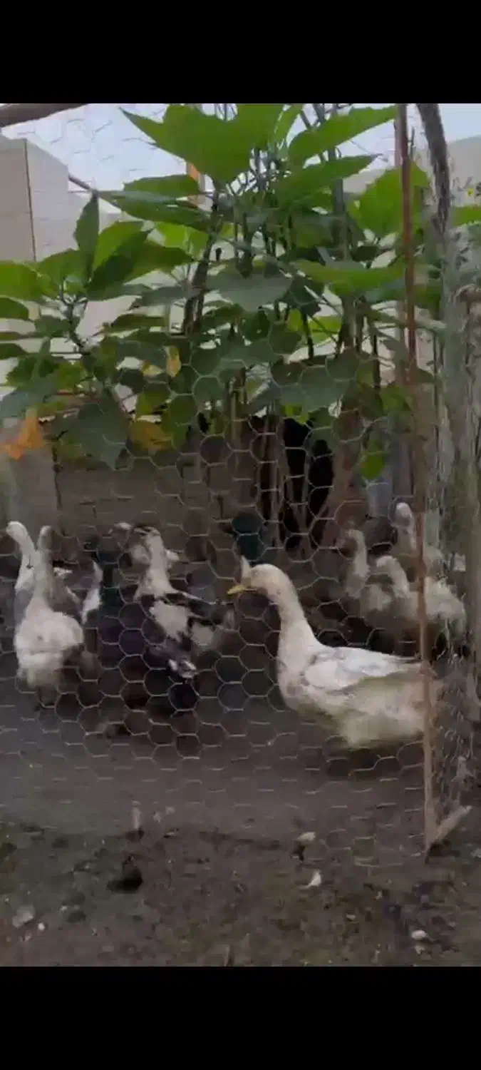 فروش ۱۵ عدد اردک محلی|حیوانات مزرعه|رشت, لاکان شهر|دیوار