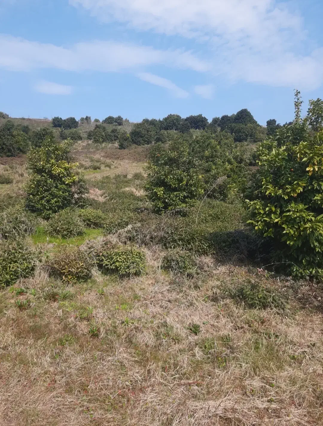 ۵ هکتار زمین باغی با درختان مرکبات اطاقور|فروش زمین و ملک کلنگی|اطاقور, |دیوار