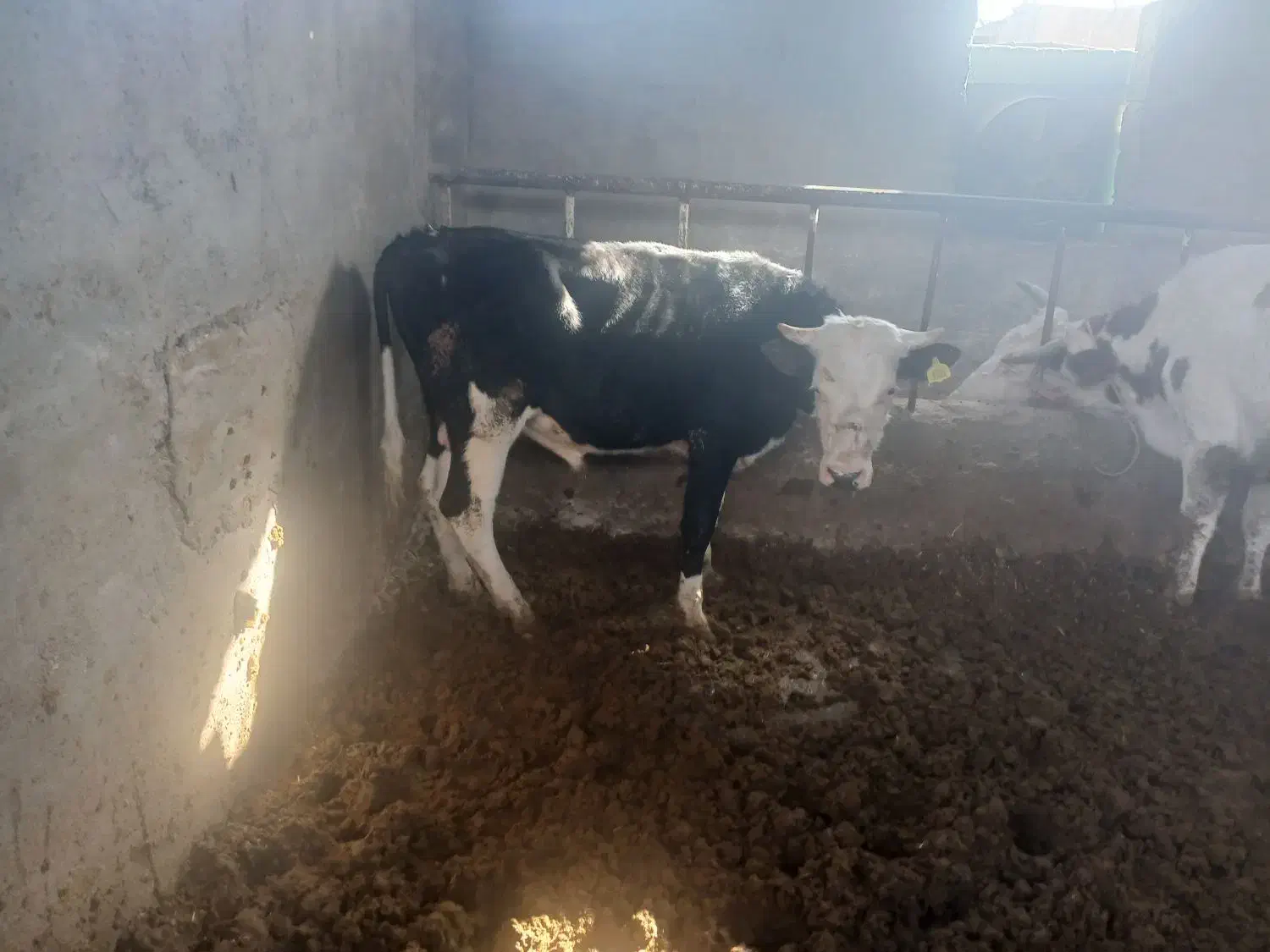 گوساله نر سمینتال|حیوانات مزرعه|اهواز, زیتون کارمندی|دیوار