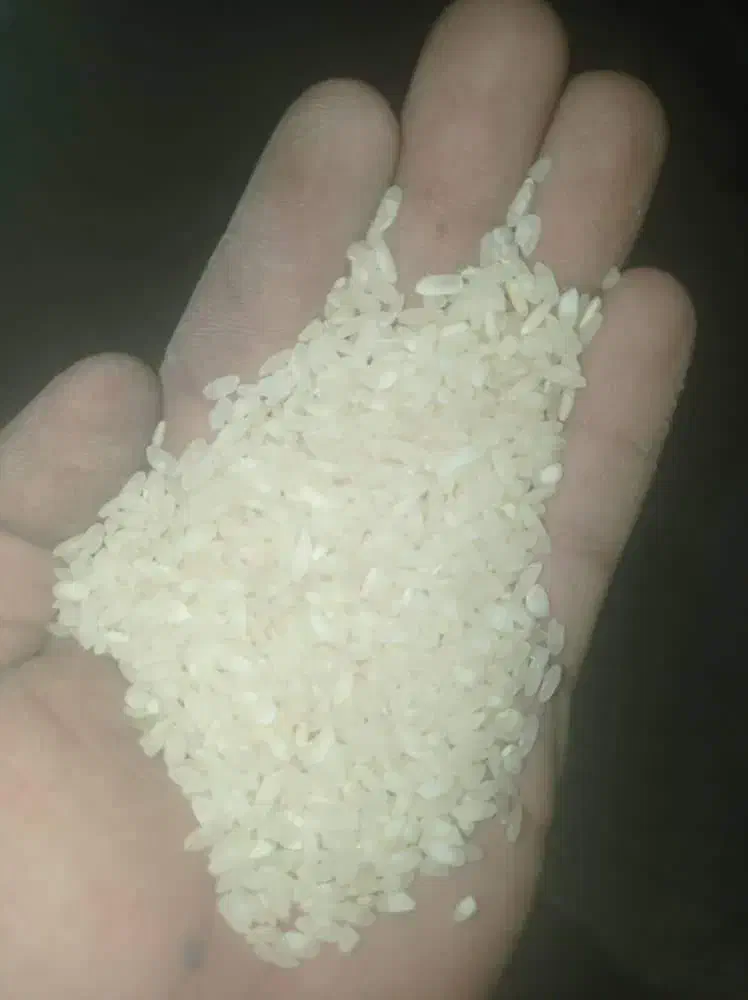 برنج اصل کامفیروز به شرط|عمدهفروشی|کامفیروز, |دیوار