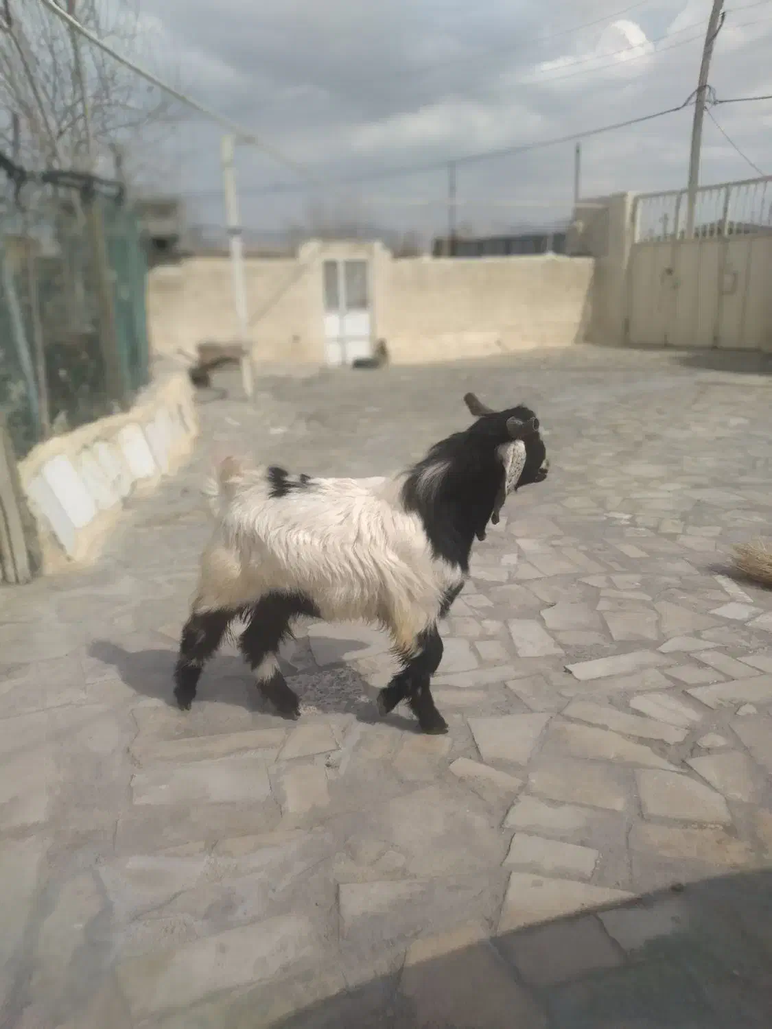 بز نر جوان|حیوانات مزرعه|دورود, |دیوار