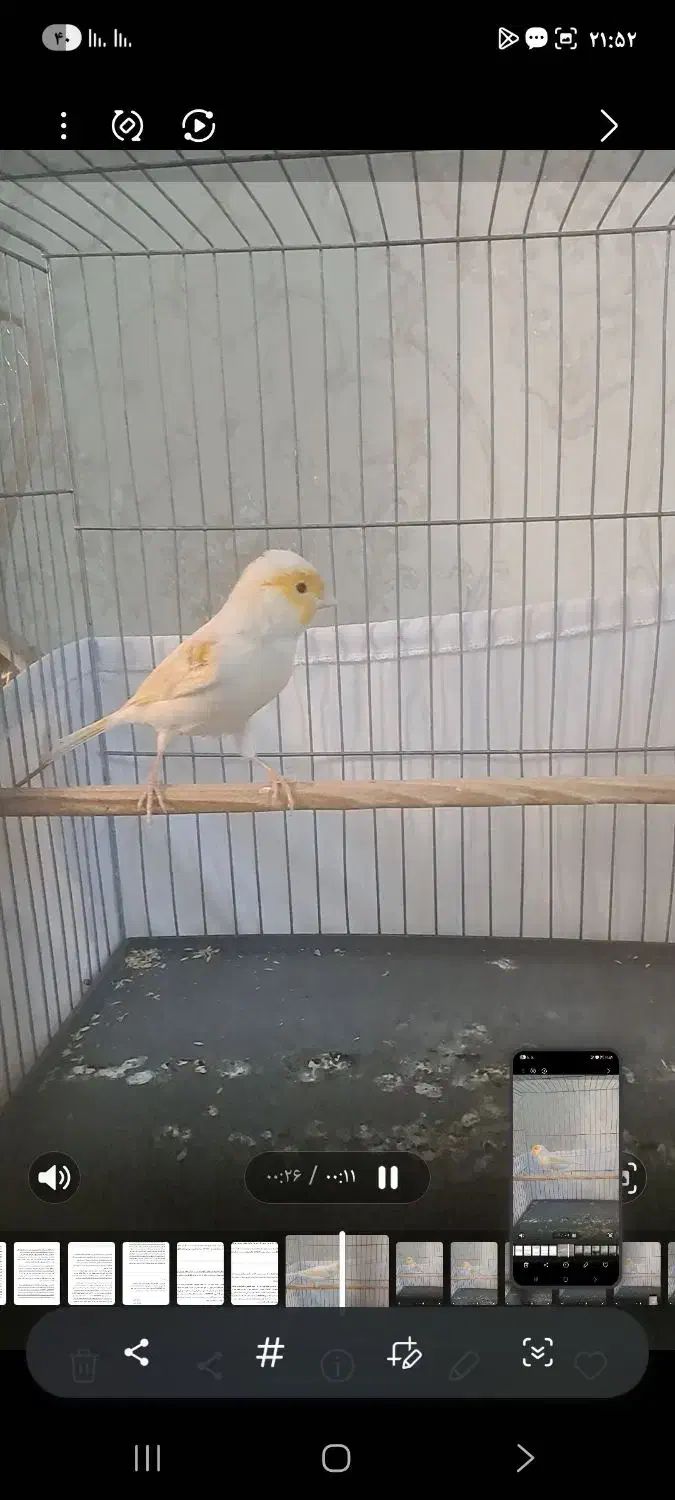 قناری|پرنده|قدس, شهر‌قدس|دیوار