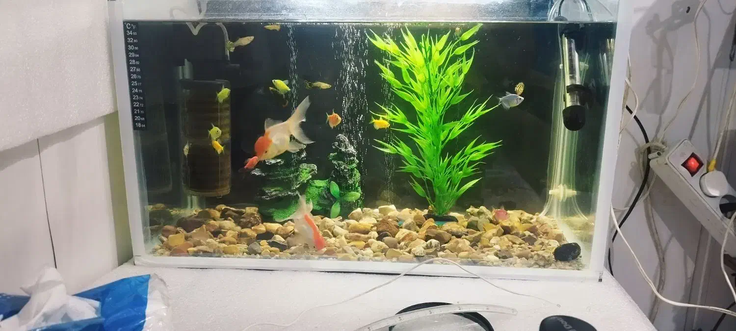 آکواریوم زیبا و شیک|ماهی|ایلام, |دیوار