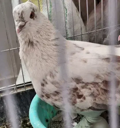 کبوتر گمشده((مژدگانی میدم به یابنده))|حیوانات|تهران, باغ خزانه|دیوار