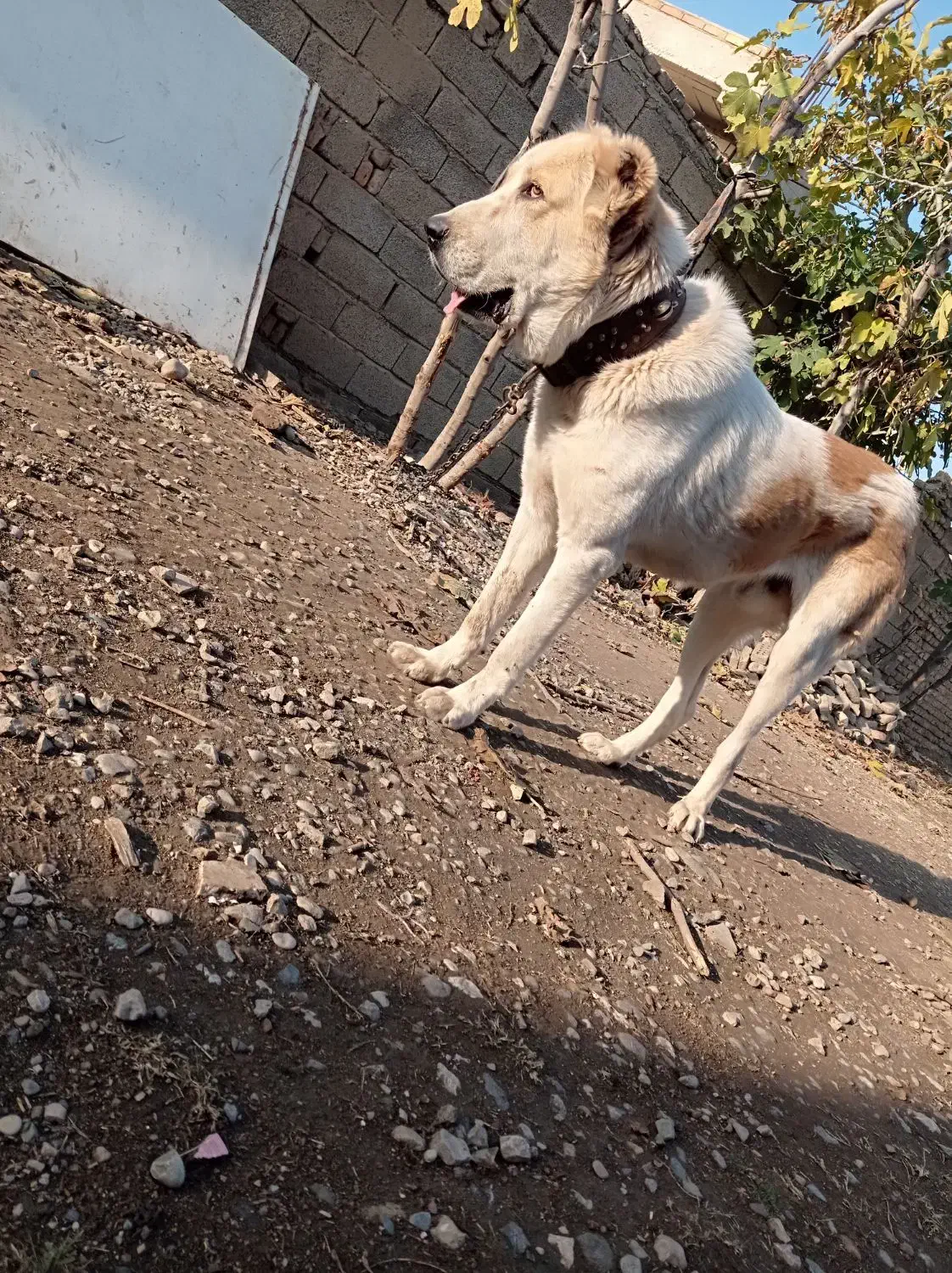 سگ آلابای اصل|سگ|گنبد کاووس, |دیوار