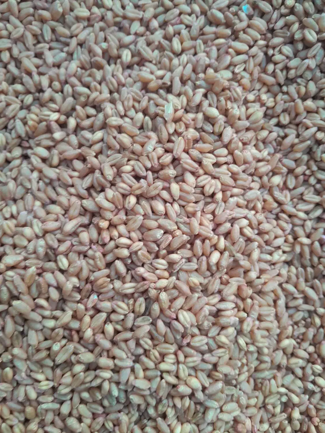 گندم بذریپیشگام|عمدهفروشی|صحنه, |دیوار