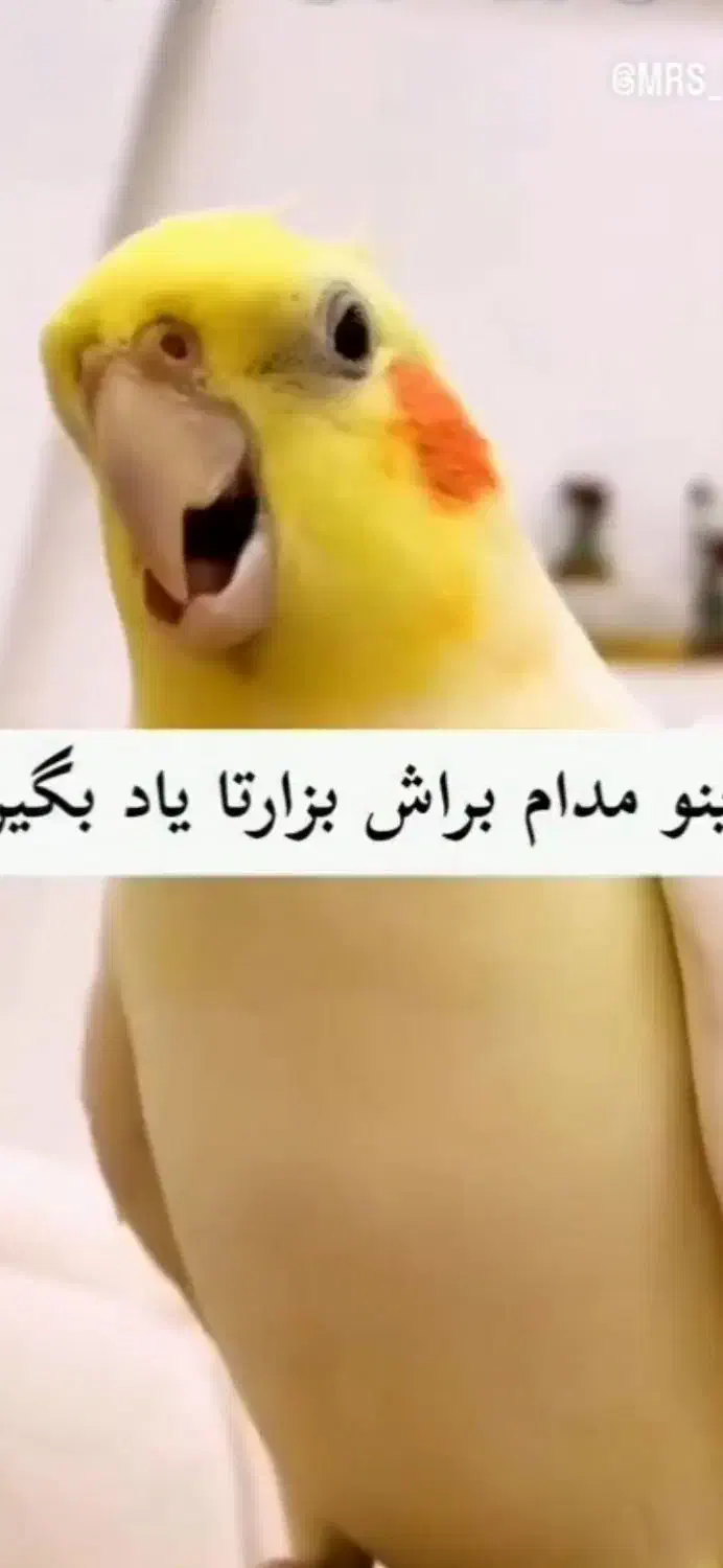 گمشده|پرنده|بندر دیر, |دیوار