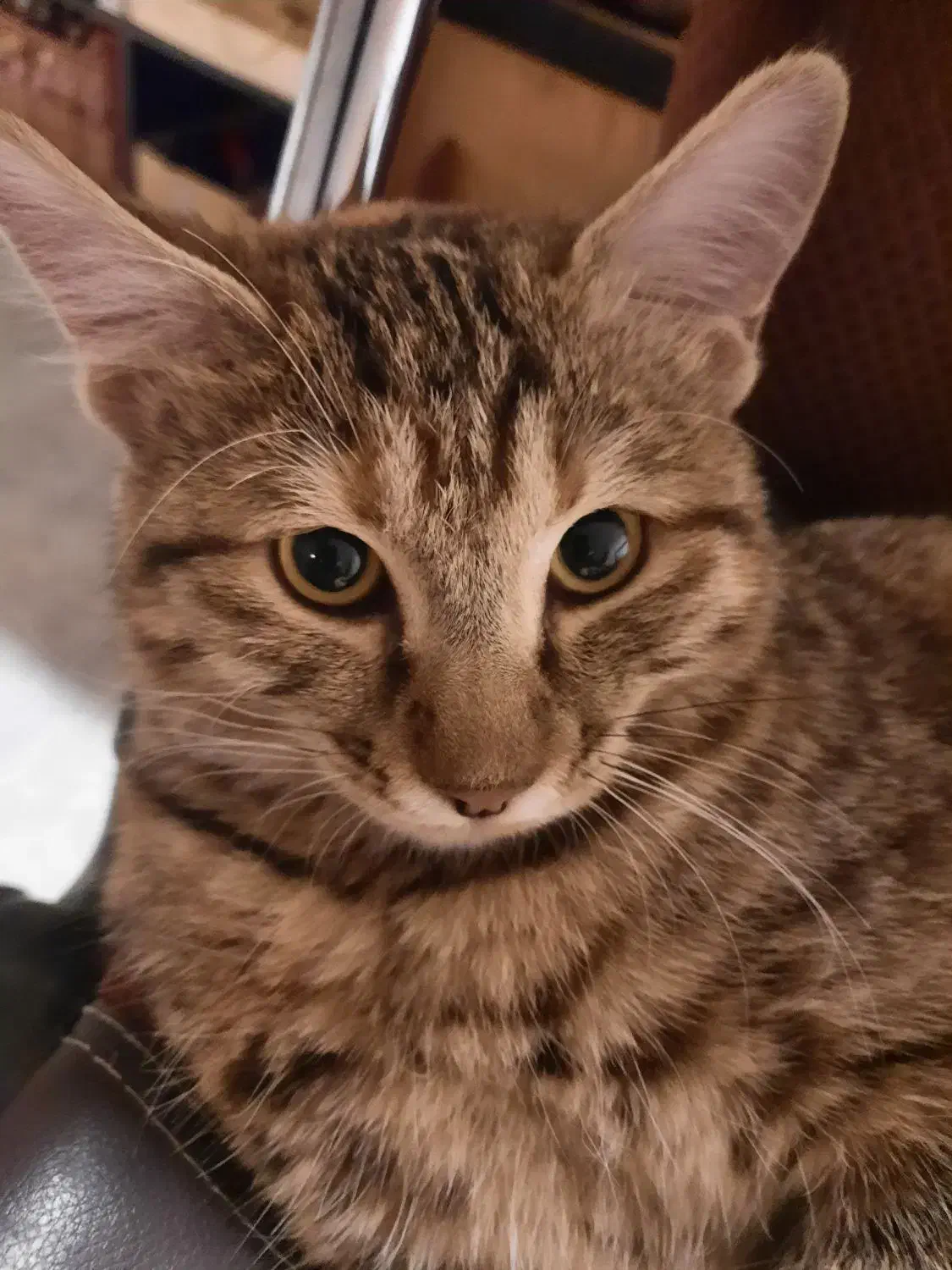 واگذاری گربه DLH|گربه|سنندج, |دیوار