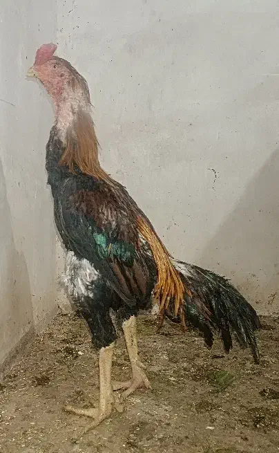 خروس ومرغ لاری|حیوانات مزرعه|قم, ولیعصر|دیوار