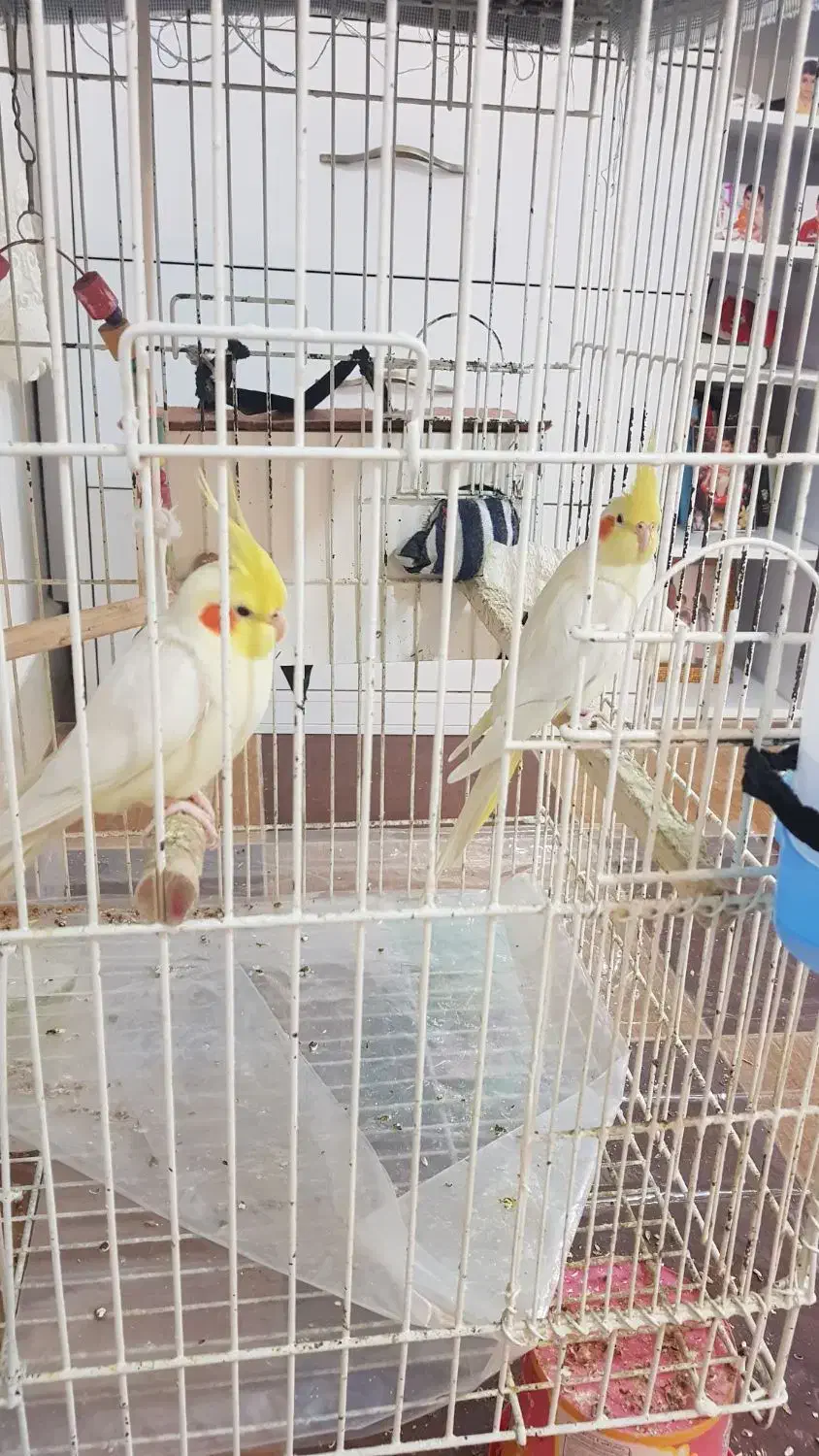 یک جفت طوطی عروس هلندی سخنگو بندر دیّر|پرنده|بندر کنگان, |دیوار