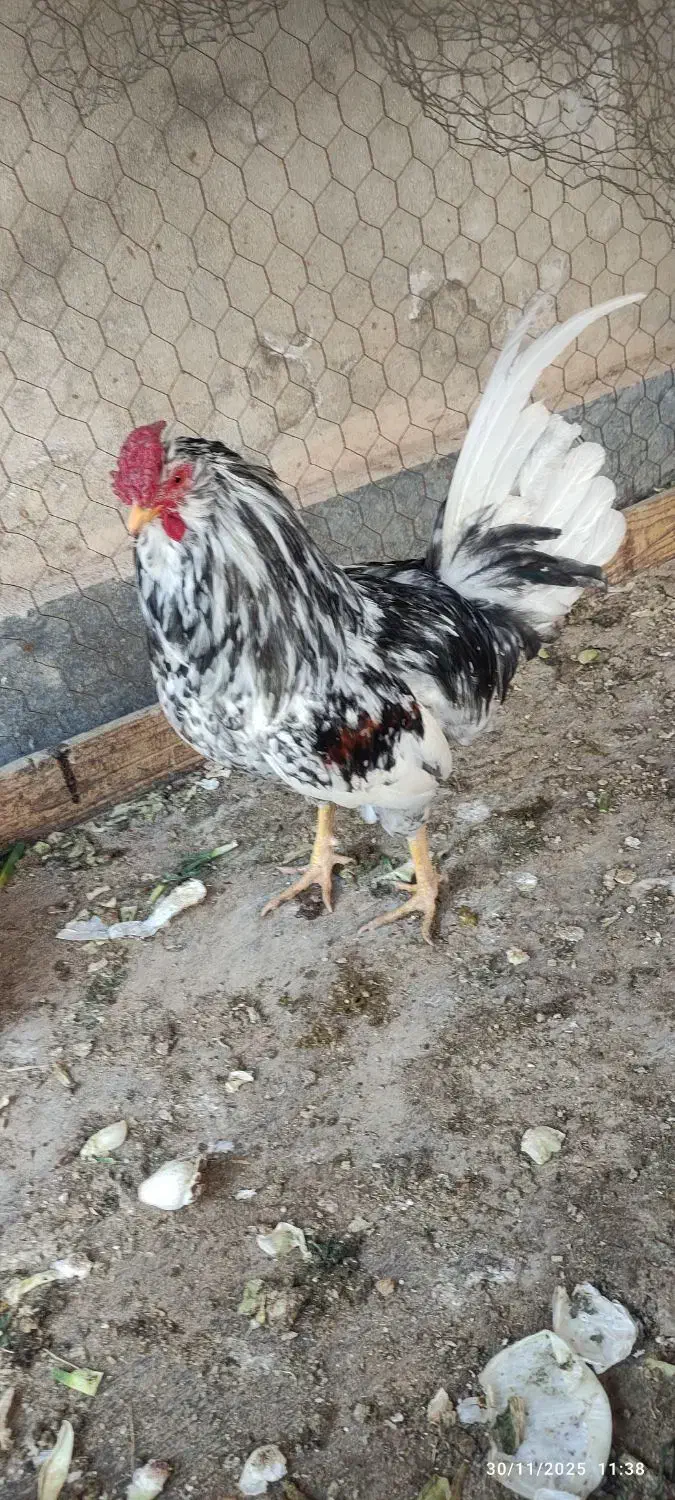 خورس گلین درجه یک|حیوانات مزرعه|ساوه, |دیوار