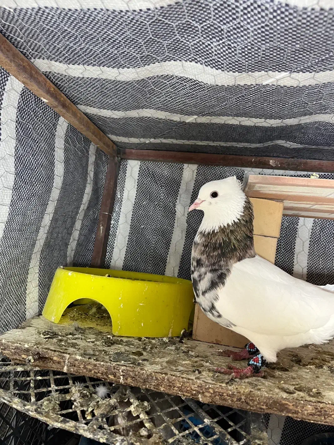 کبوتر طوقی|پرنده|تاتار علیا, |دیوار