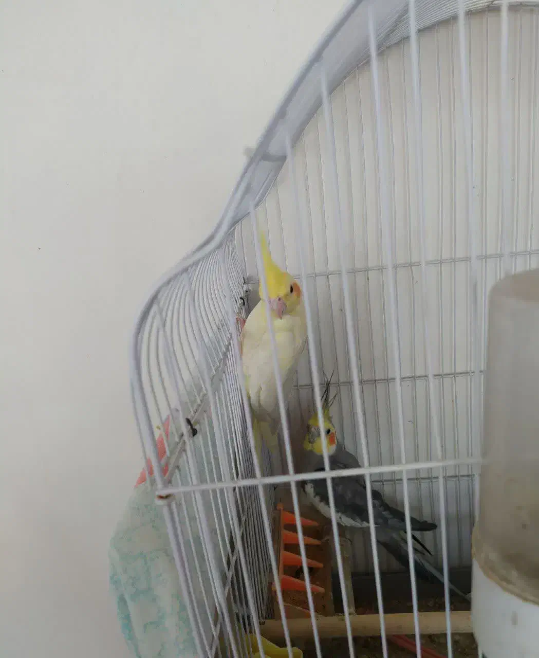 عروس هلندی|پرنده|تربت‌حیدریه, ده پائین|دیوار