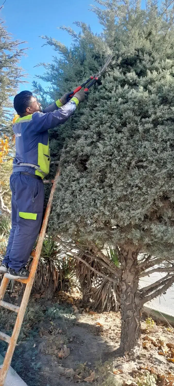 هرس|خدمات باغبانی و درختکاری|شاندیز, |دیوار