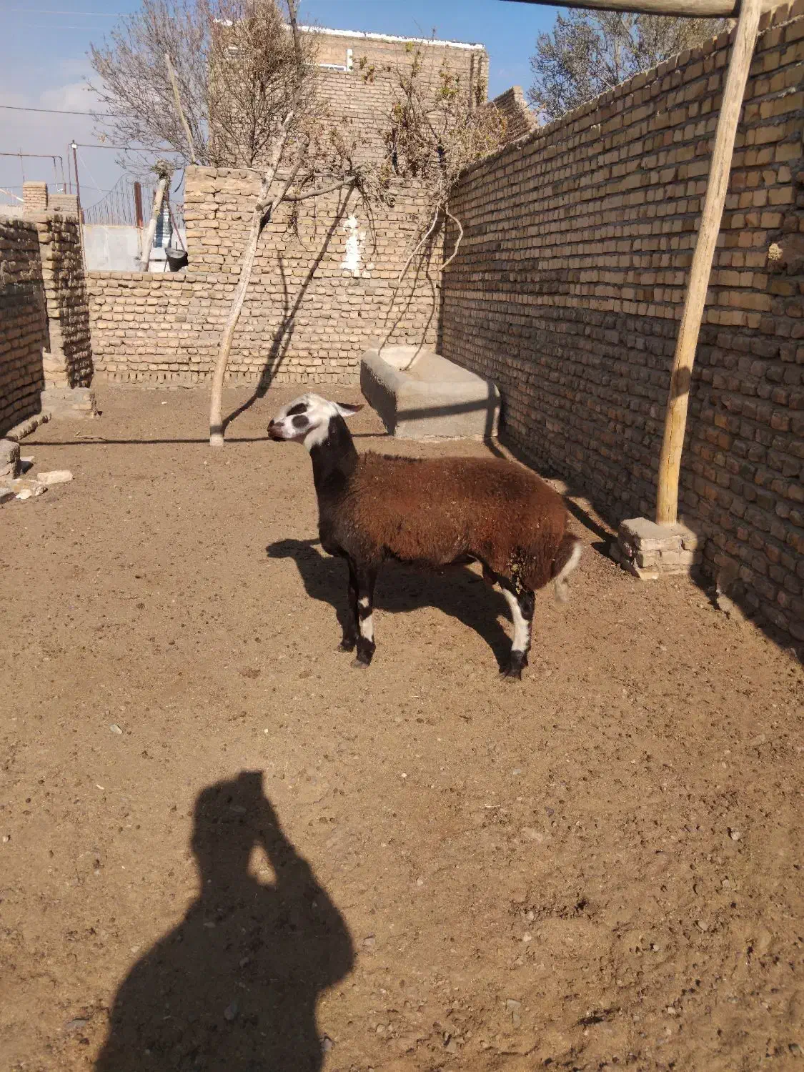 بره جنس دار تخمی قوچی افشار اصل|حیوانات مزرعه|تربتحیدریه, حاجی یار|دیوار