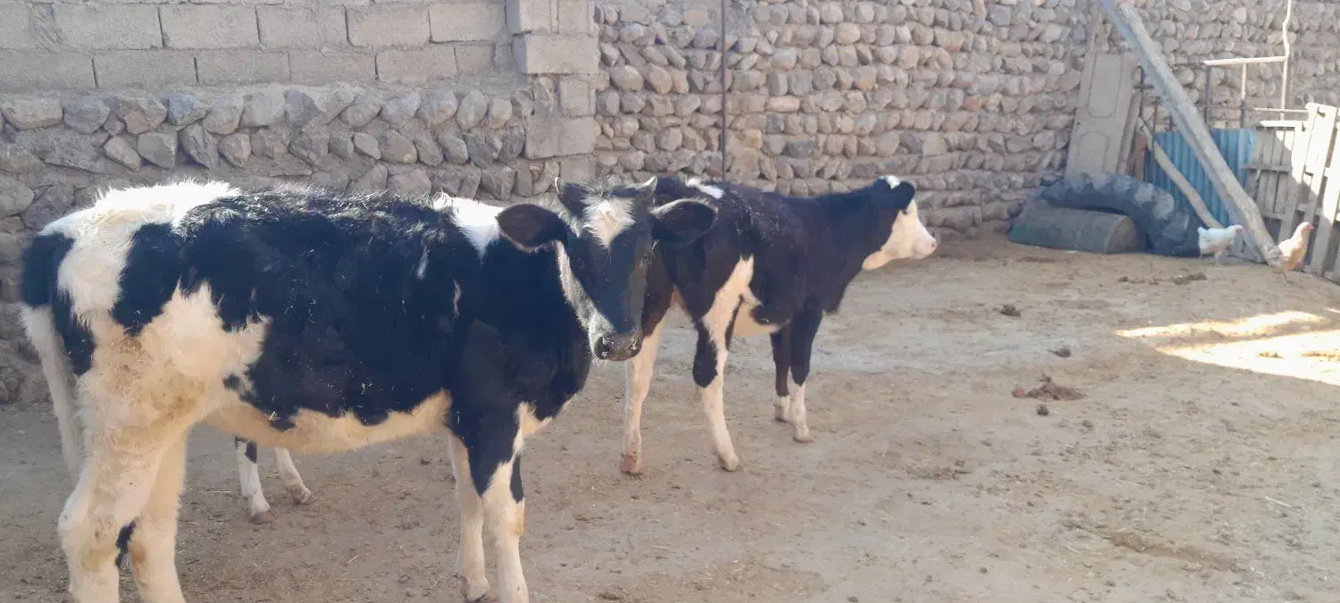 گوساله|حیوانات مزرعه|چگنی, |دیوار