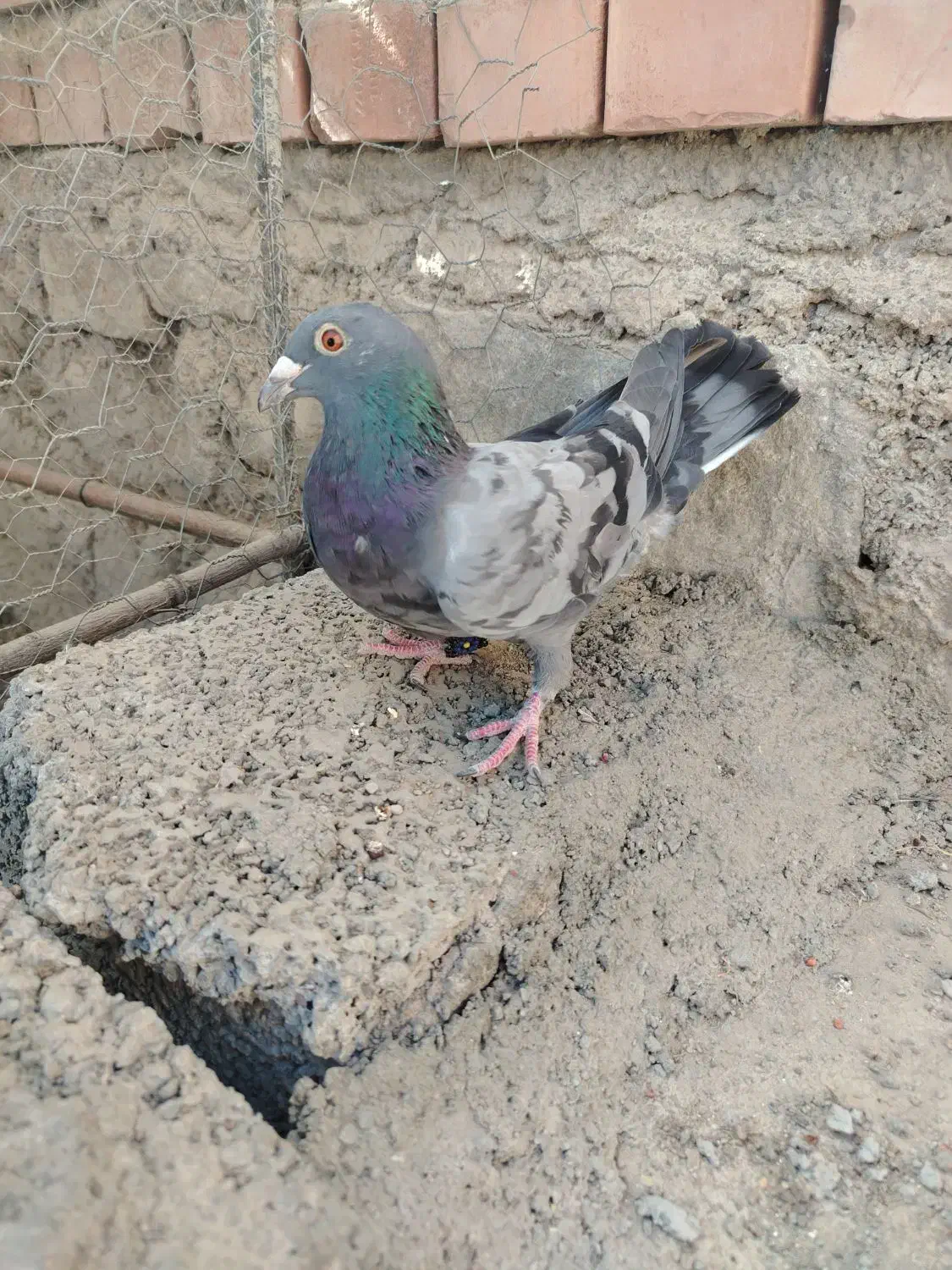 دو عدد جوجه پلاکی|پرنده|بافت, |دیوار