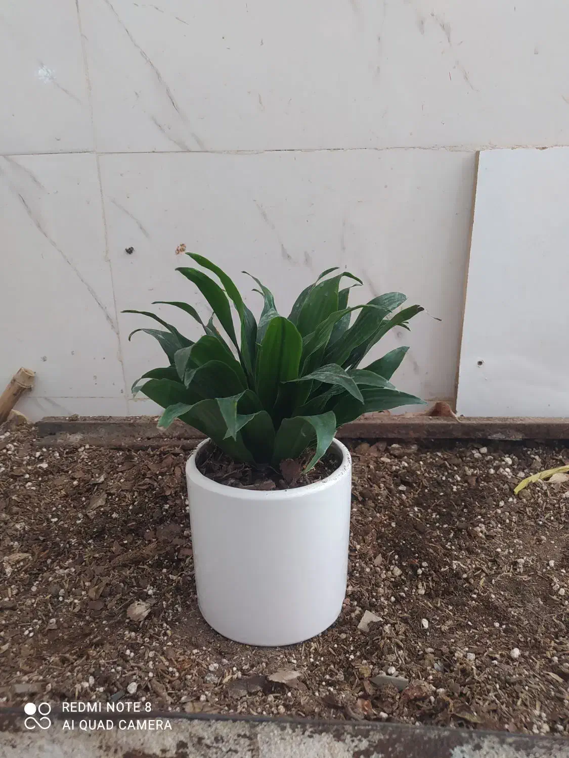 گل و گیاه کامپکت|گل و گیاه طبیعی|اهواز, سیصد دستگاه|دیوار