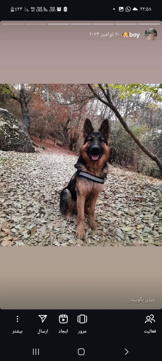 گمشده سگ ژرمن|سگ|یاسوج, |دیوار