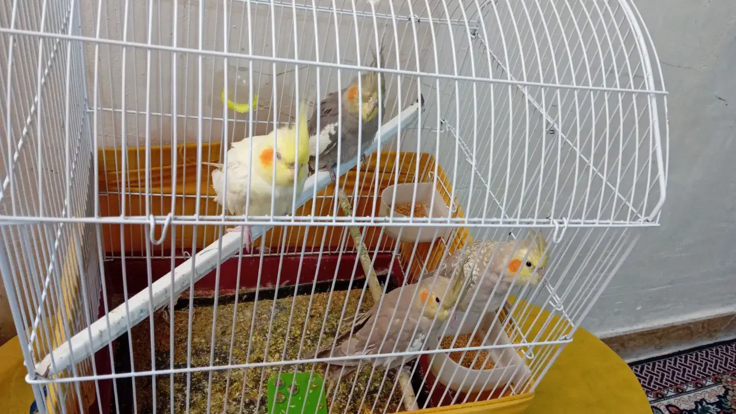 عروس هلندی|پرنده|رامشیر, |دیوار