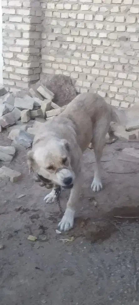 سگ خراسانی|سگ|یزد, |دیوار