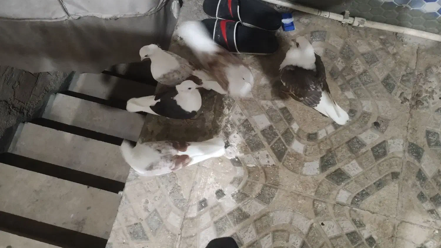 کبوتر|پرنده|خرمآباد, |دیوار