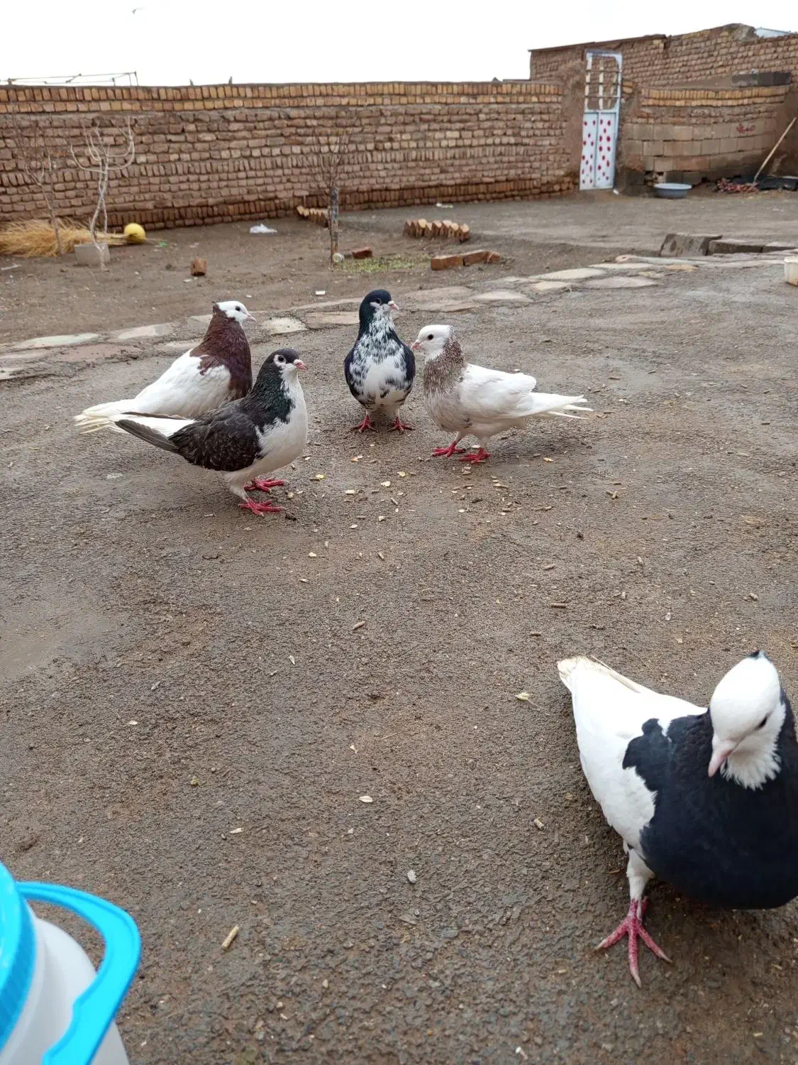 کبوتر|پرنده|میان جلگه, |دیوار