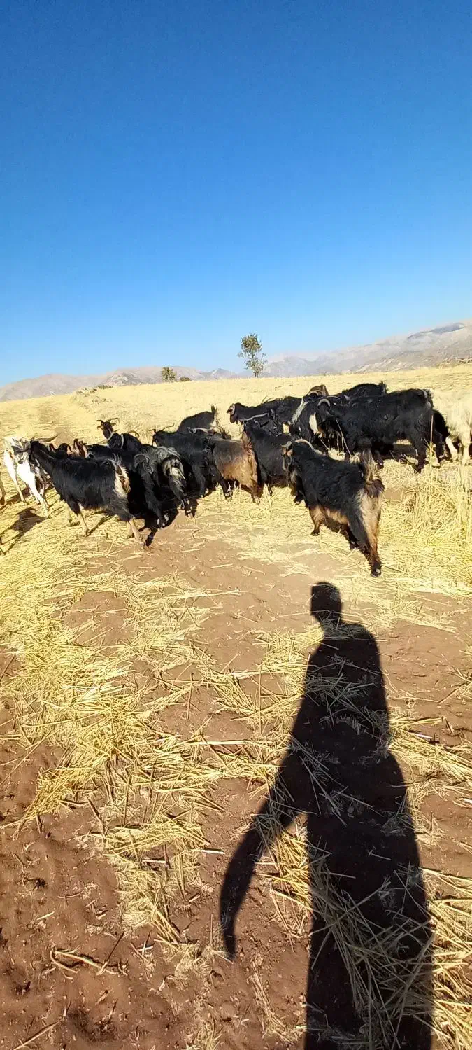 بزکوردی داشتی|حیوانات مزرعه|جوانرود, |دیوار