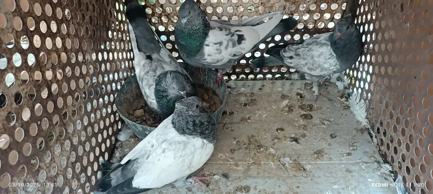 سینه سبز جفتی با جوجه|پرنده|شیراز, تندگویان|دیوار
