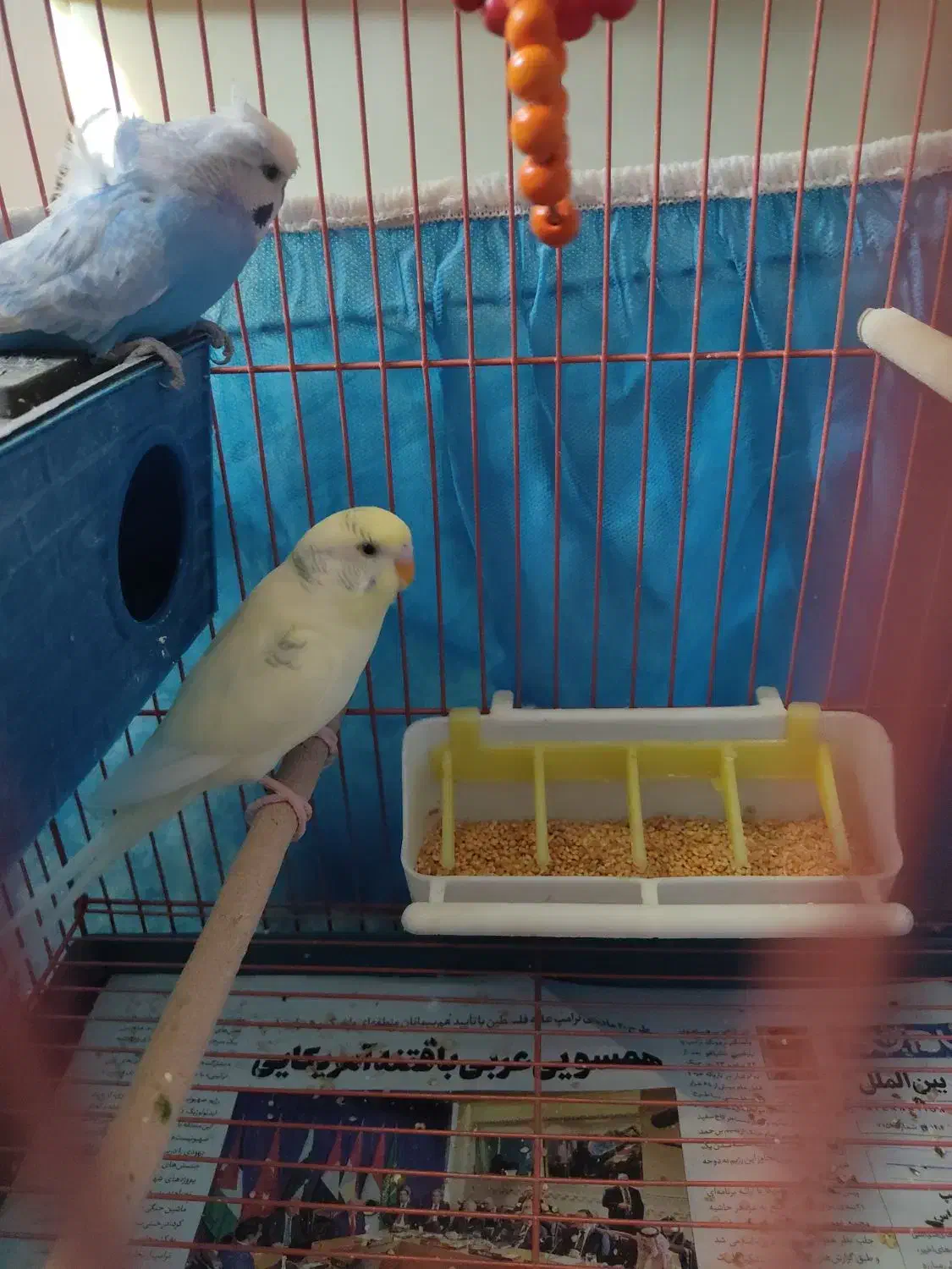 مرغ عشق جفت|پرنده|شیراز, تندگویان|دیوار