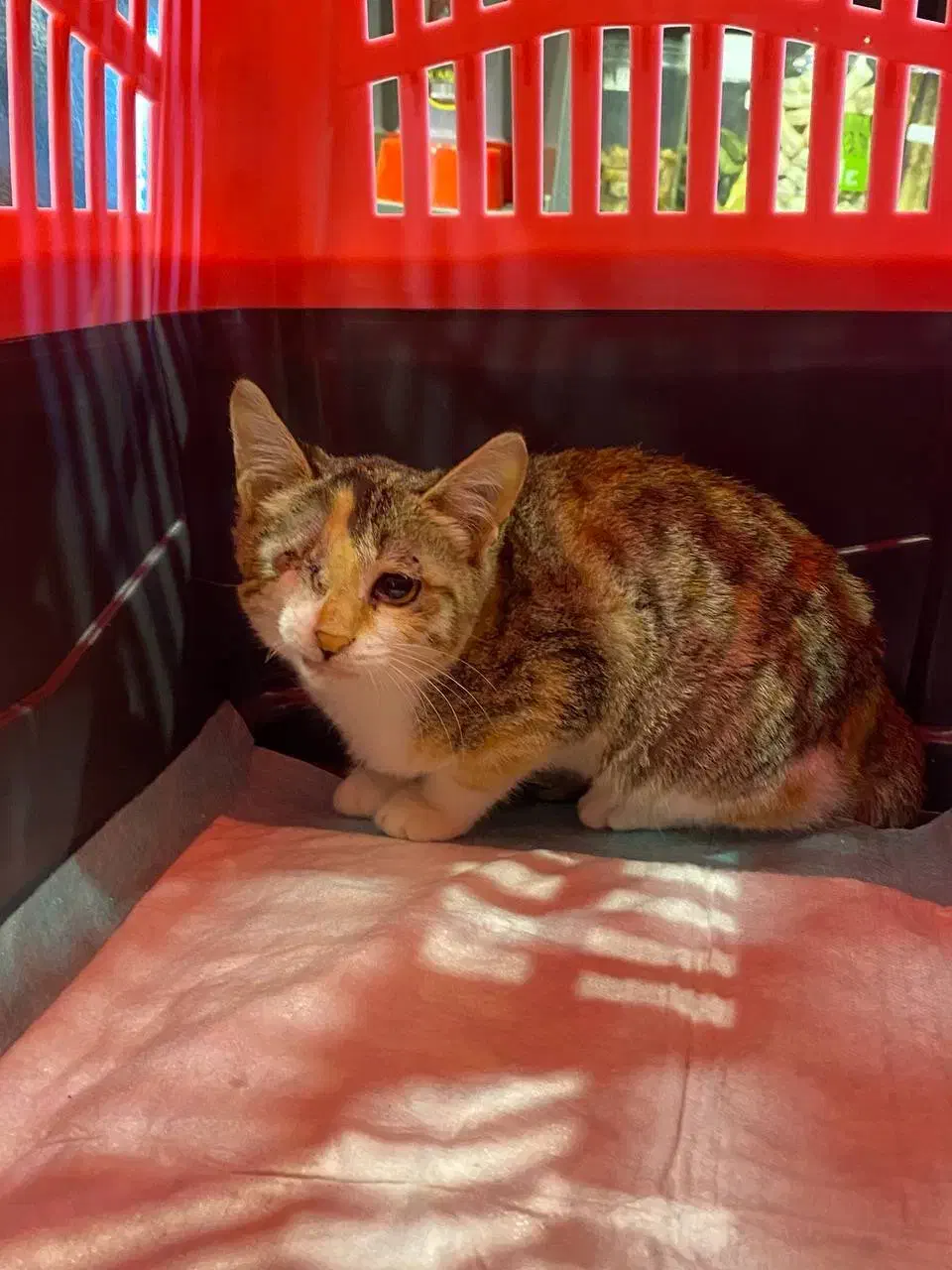 واگذاری بچه گربه ماده|گربه|رشت, منظریه|دیوار