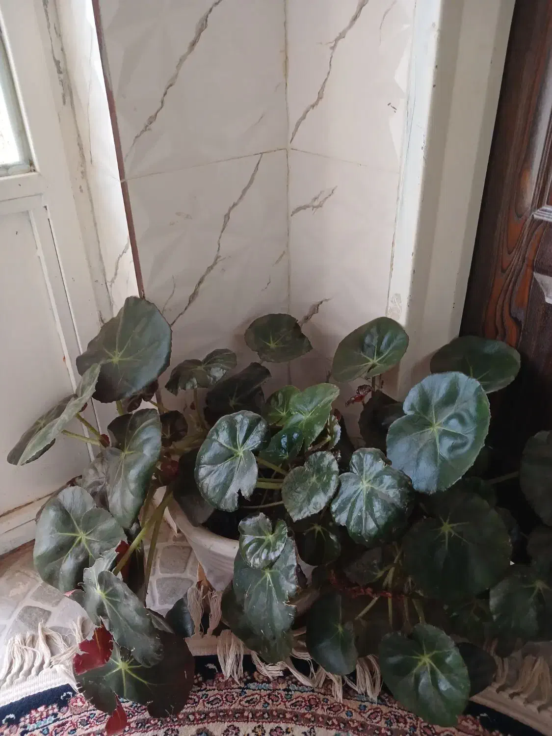 گل طبیعی|گل و گیاه طبیعی|گیان, |دیوار