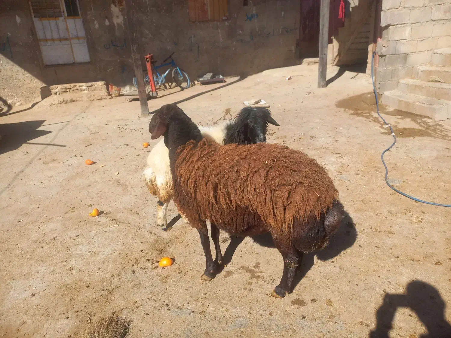 دو عدد قوچ|حیوانات مزرعه|نورآباد, |دیوار