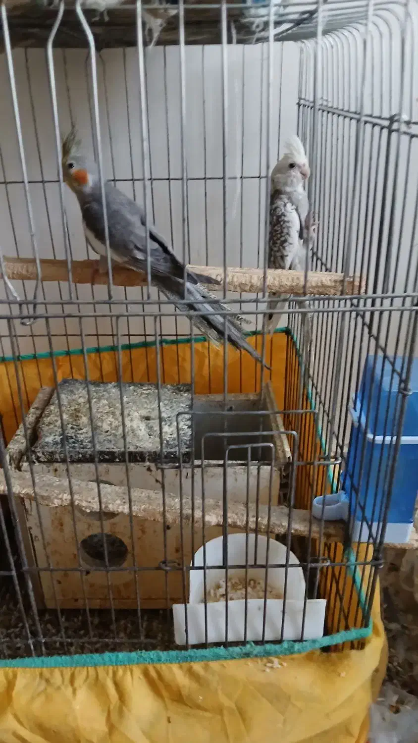 عروس هلندی کشیده و سرحال نژاد وایت فیس و سینامون|پرنده|آبادان, |دیوار