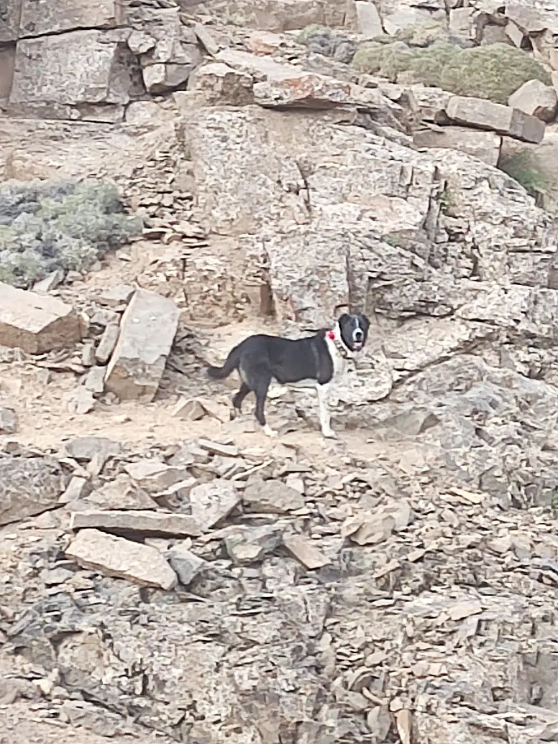 سگ چنبر گله ای به شرط همه چی|سگ|سلفچگان, |دیوار